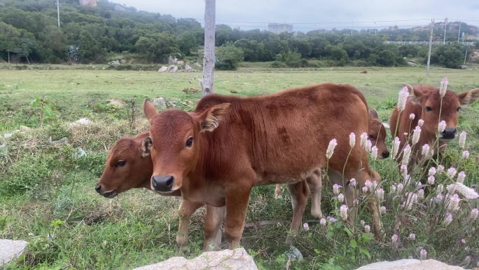 4K 田园风光 牧牛 青草地