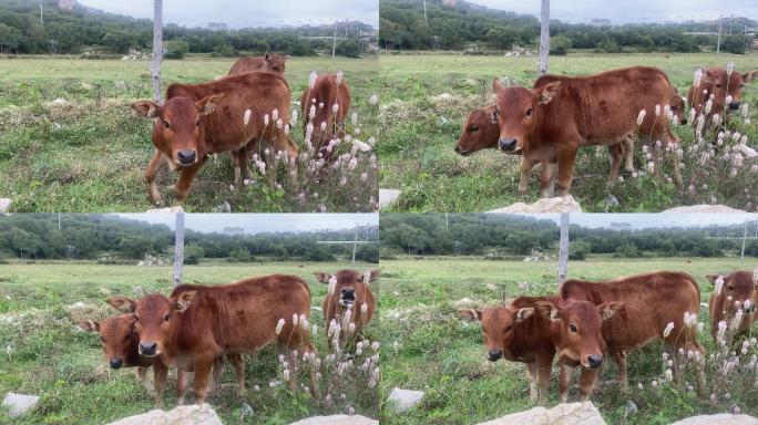 4K 田园风光 牧牛 青草地