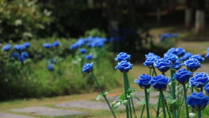 原创公园蓝色塑料花