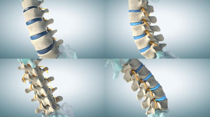 人体腰椎模型腰椎间盘突出人体腰椎骨骼三维