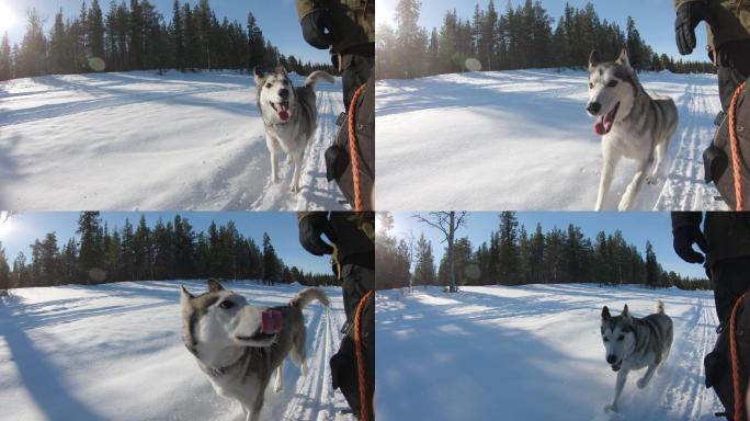 哈士奇在雪地上的雪橇旁奔跑。