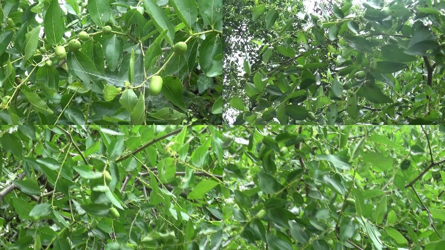 枣子树结果视频