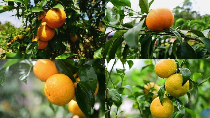 柑橘、橙子、果园、水果、农民、农业、丰收