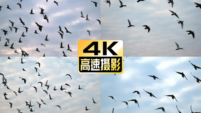 高速摄影 信鸽 赛鸽 4K 和平鸽