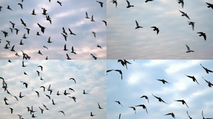 高速摄影 信鸽 赛鸽 4K 和平鸽