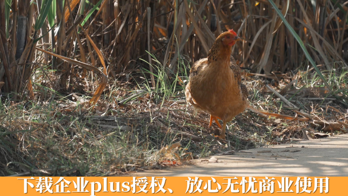 走地鸡土鸡林下养殖自然放养的鸡