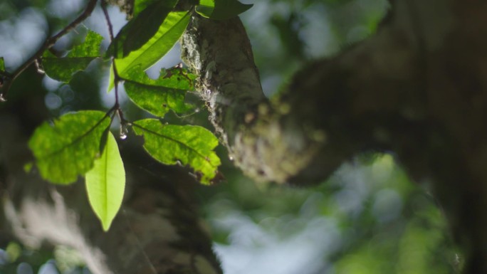 老茶树 普洱茶