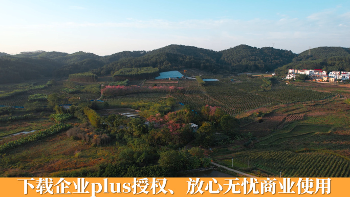 广西山村金桔种植区远景