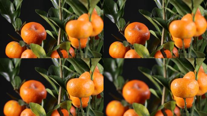 金桔橘子观赏蜜桔冰糖橘 (3)
