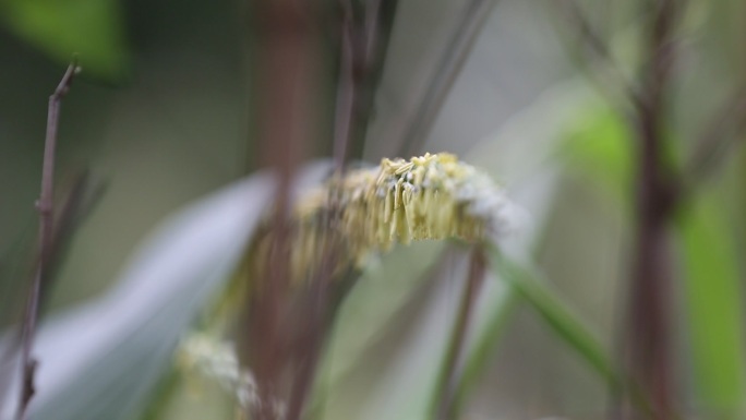 玉米花特写素材