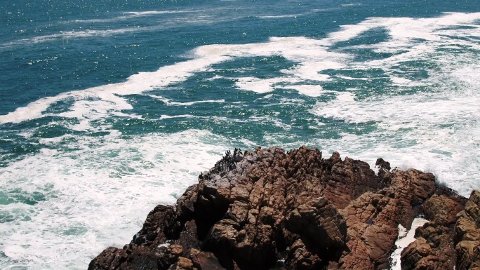 海鸟栖息在海面上的岩石上
