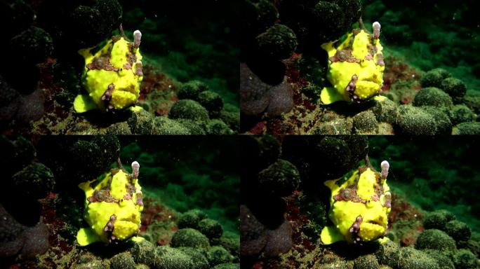 黄蛙海洋公园珊瑚礁水下潜水