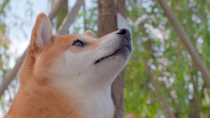 日本柴犬宠物狗在公园里4K