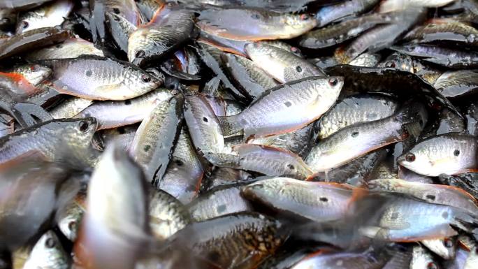 水中捞鱼鱼海鲜产品水生物跳起来活鱼