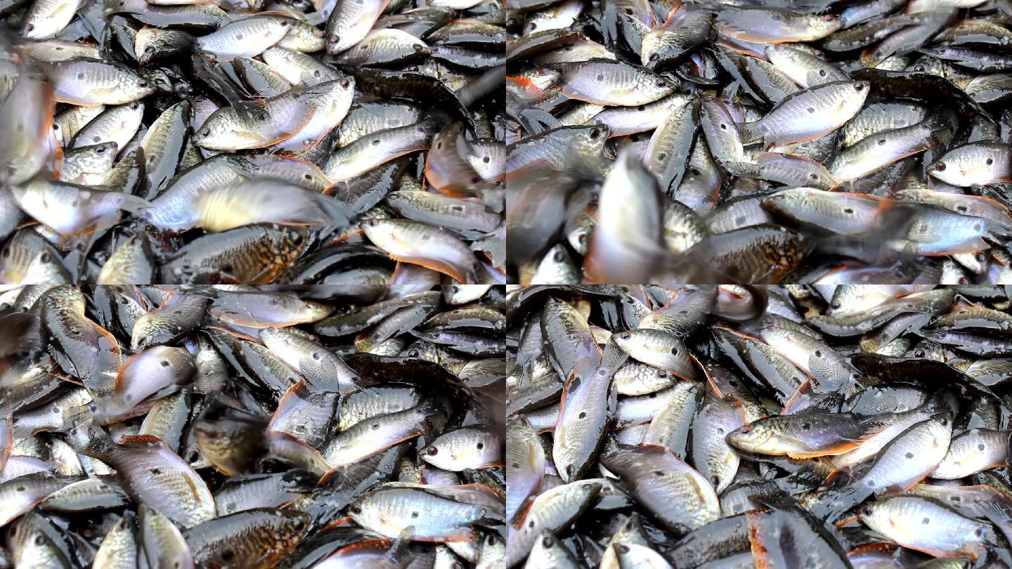 水中捞鱼鱼海鲜产品水生物跳起来活鱼