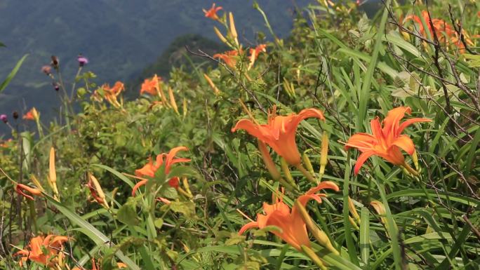 黄花菜忘忧草开花原素材