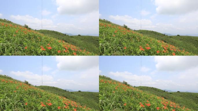 浙江会稽山东白山萱草原生态黄花菜忘忧草