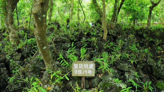 海南火山口石斛