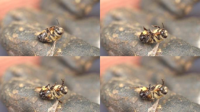 保卫蜂巢而死的蜜蜂