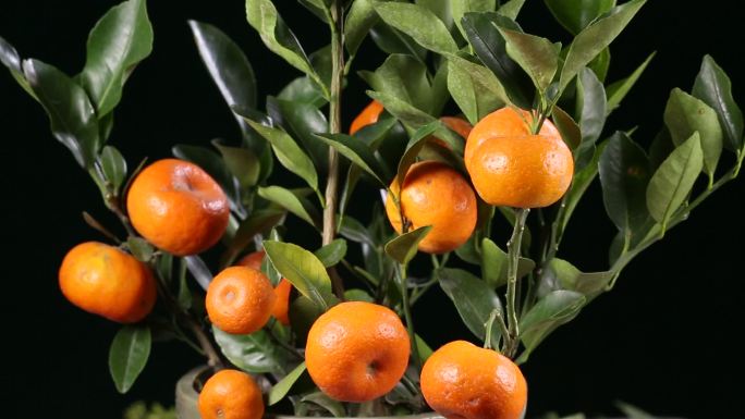 金桔橘子观赏蜜桔冰糖橘 (5)
