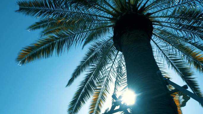南方棕榈树夏天阳光穿过棕榈树叶视频素材