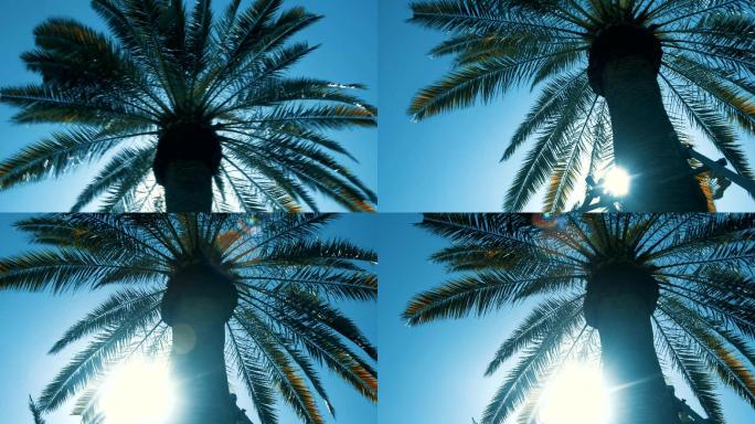 南方棕榈树夏天阳光穿过棕榈树叶视频素材