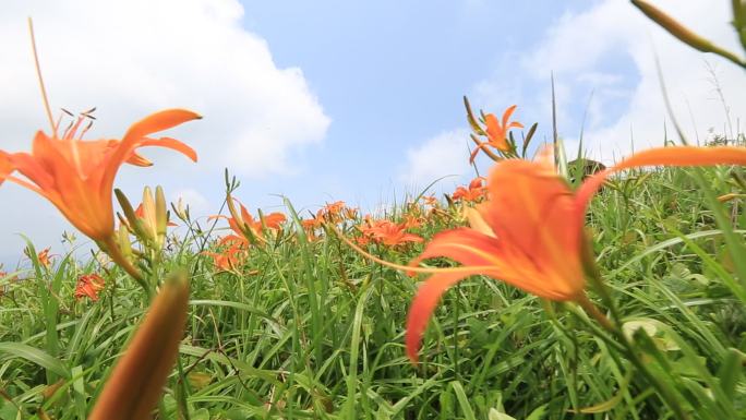 浙江东白山会稽山野生黄花菜忘忧草萱草