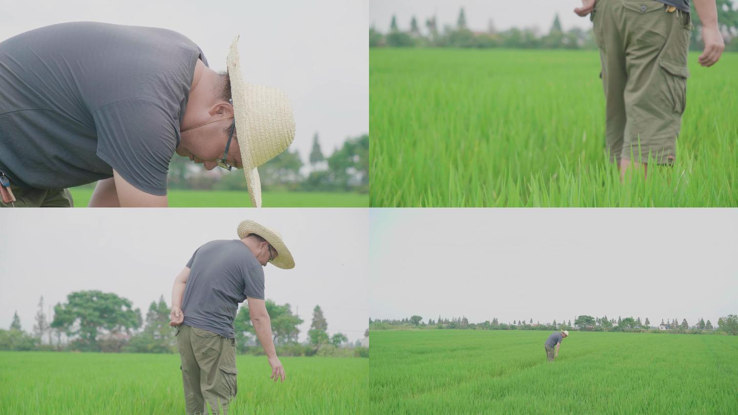 4K乡村振兴农业水稻