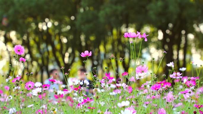 逆光唯美格桑花波斯菊蜜蜂慢镜头