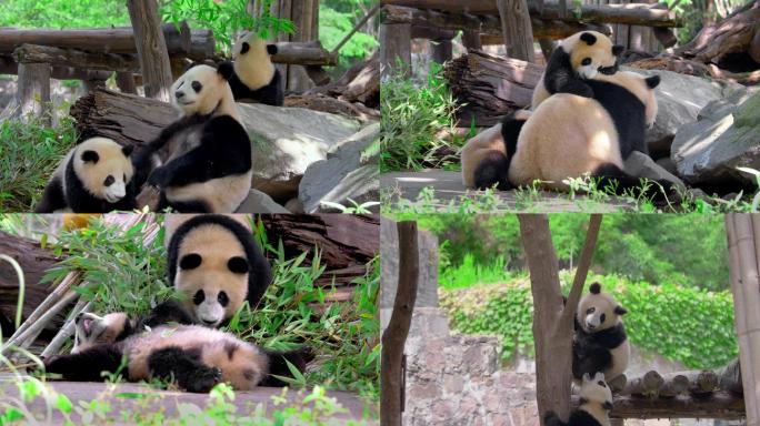 大熊猫玩耍