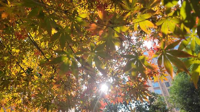 秋天小区阳光穿透树叶