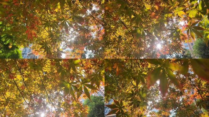 秋天小区阳光穿透树叶