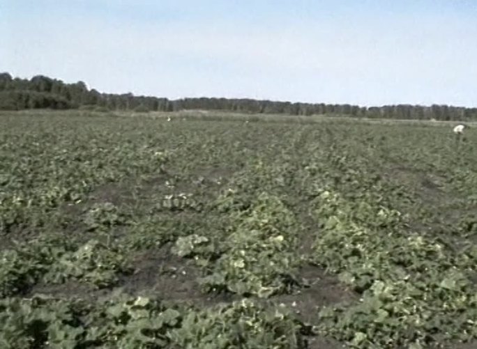 四川种植队在俄罗斯种植影像
