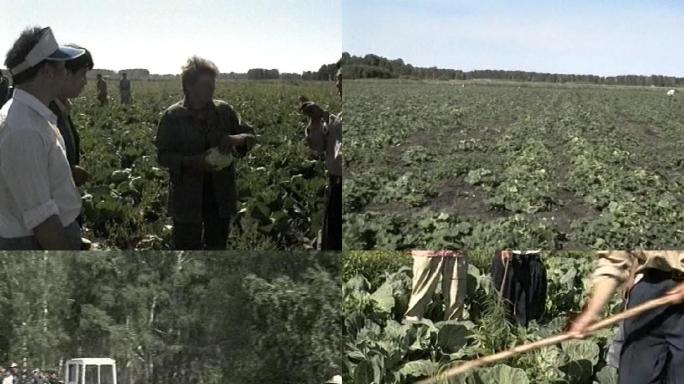四川种植队在俄罗斯种植影像