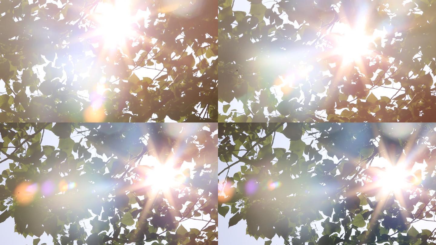 阳光透过树叶七彩斑斓素材