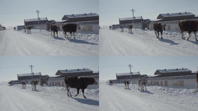 冬季白雪覆盖的村落和牛群