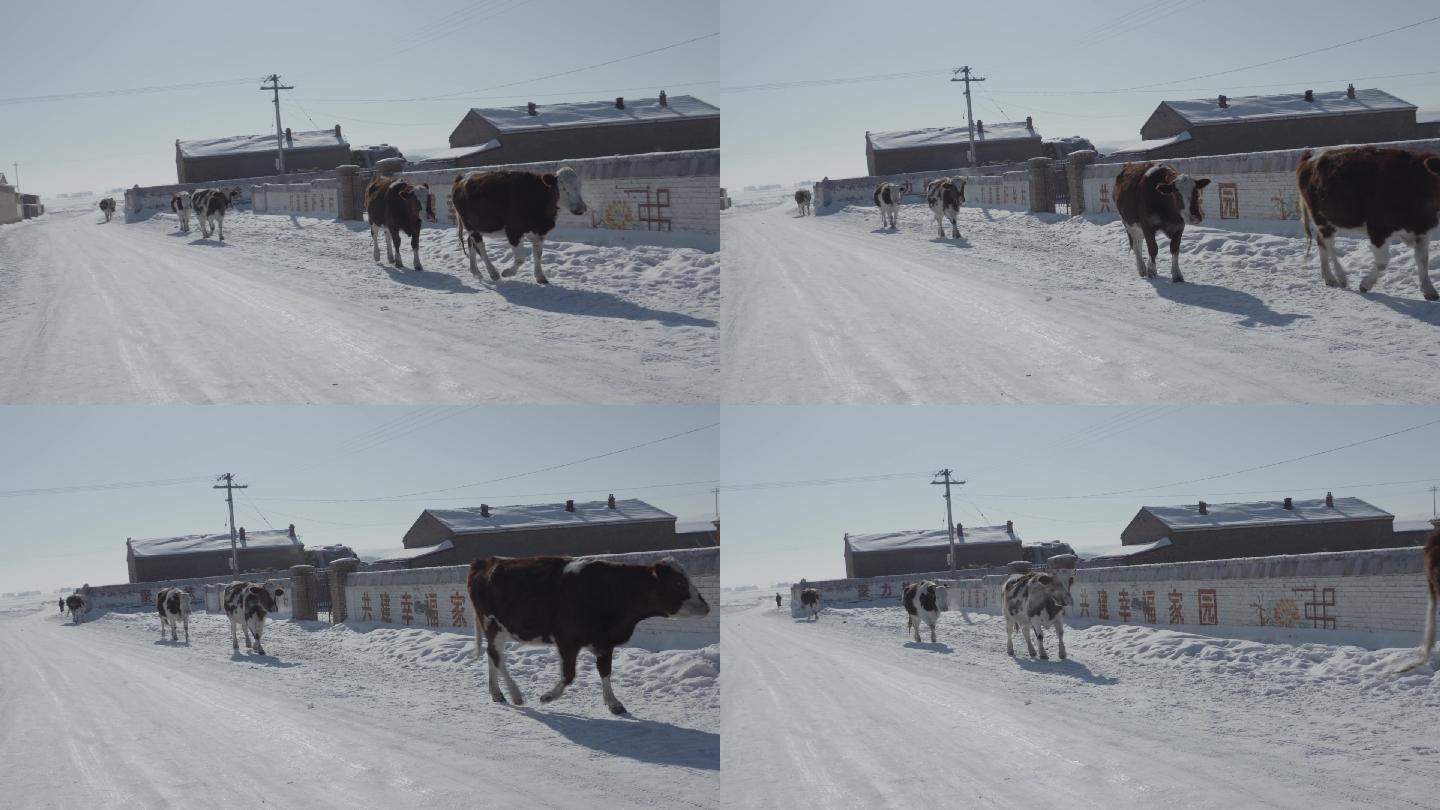 冬季白雪覆盖的村落和牛群