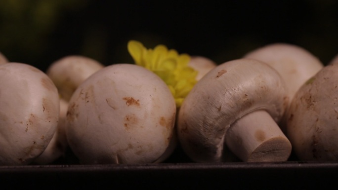 口蘑白蘑菇提鲜食材 (9)
