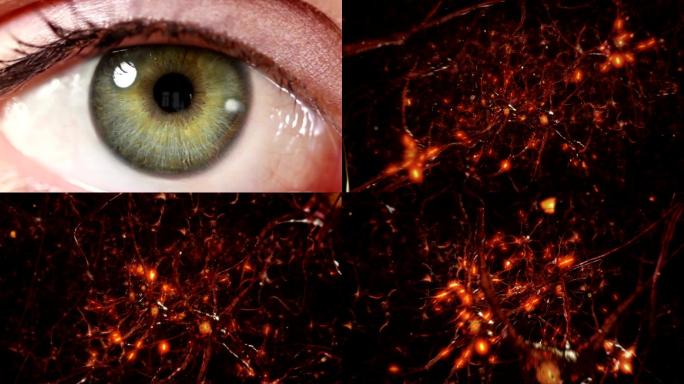 神经元细胞。在人类的眼睛里面。