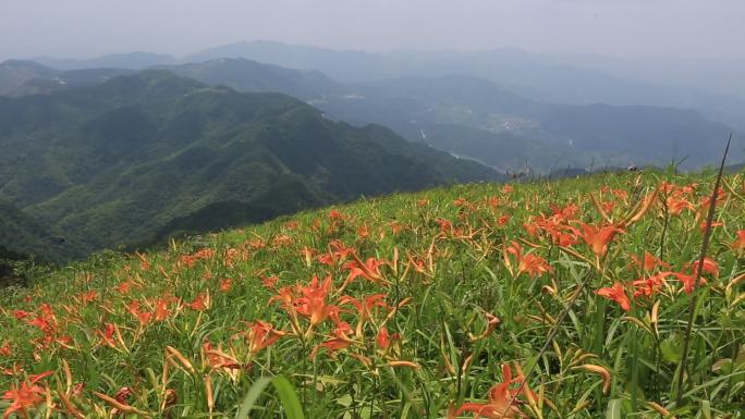 浙江会稽山东白山萱草野生黄花菜忘忧草开花