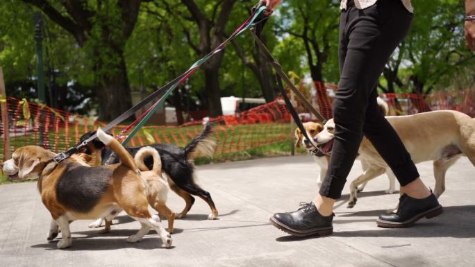 男子在公园遛狗家庭成员陪伴伴侣狗绳狗链子