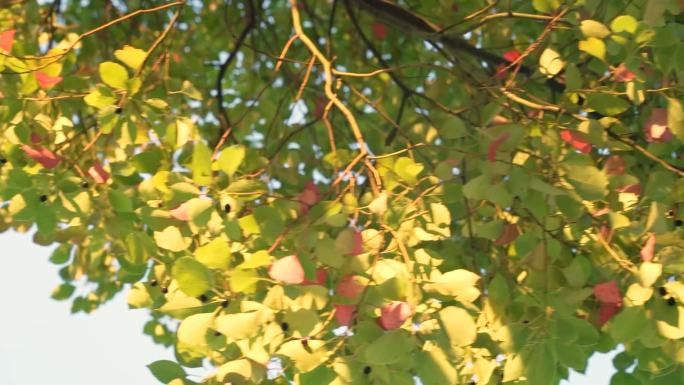自然风景秋日树叶实拍画面
