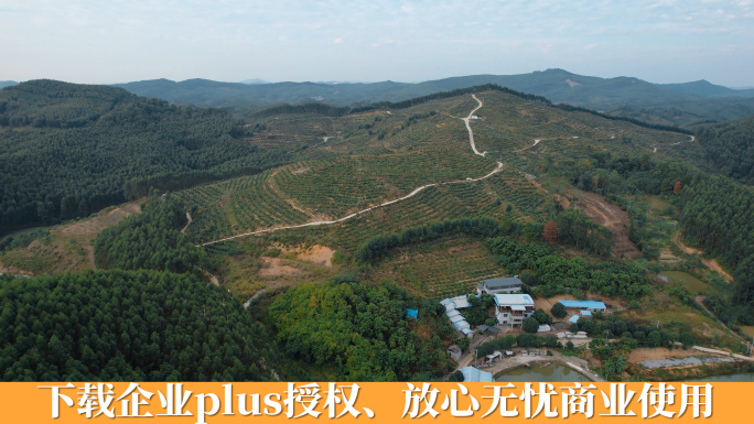 农香果园广西乡村沃柑果园种植区全景