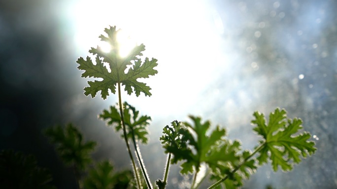 植物 阳光 窗台花草 种花 居家植物窗台