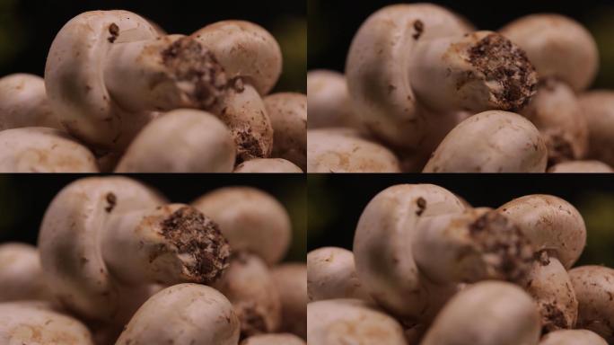 口蘑蘑菇白蘑菇鲜蘑 (8)
