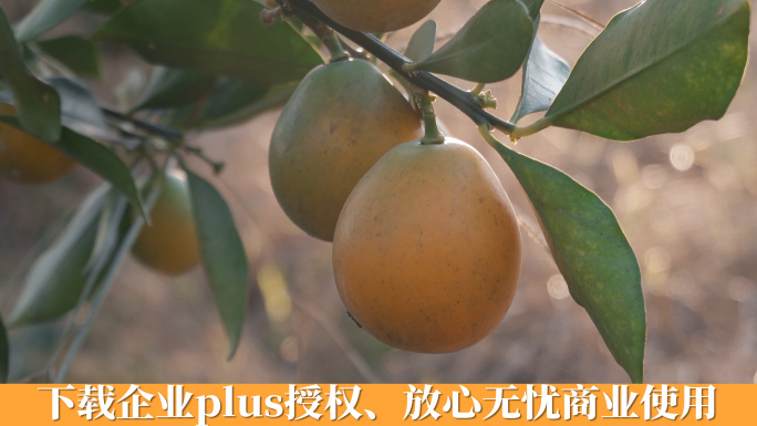 脆蜜金桔视频广西柳州脆蜜金桔果实