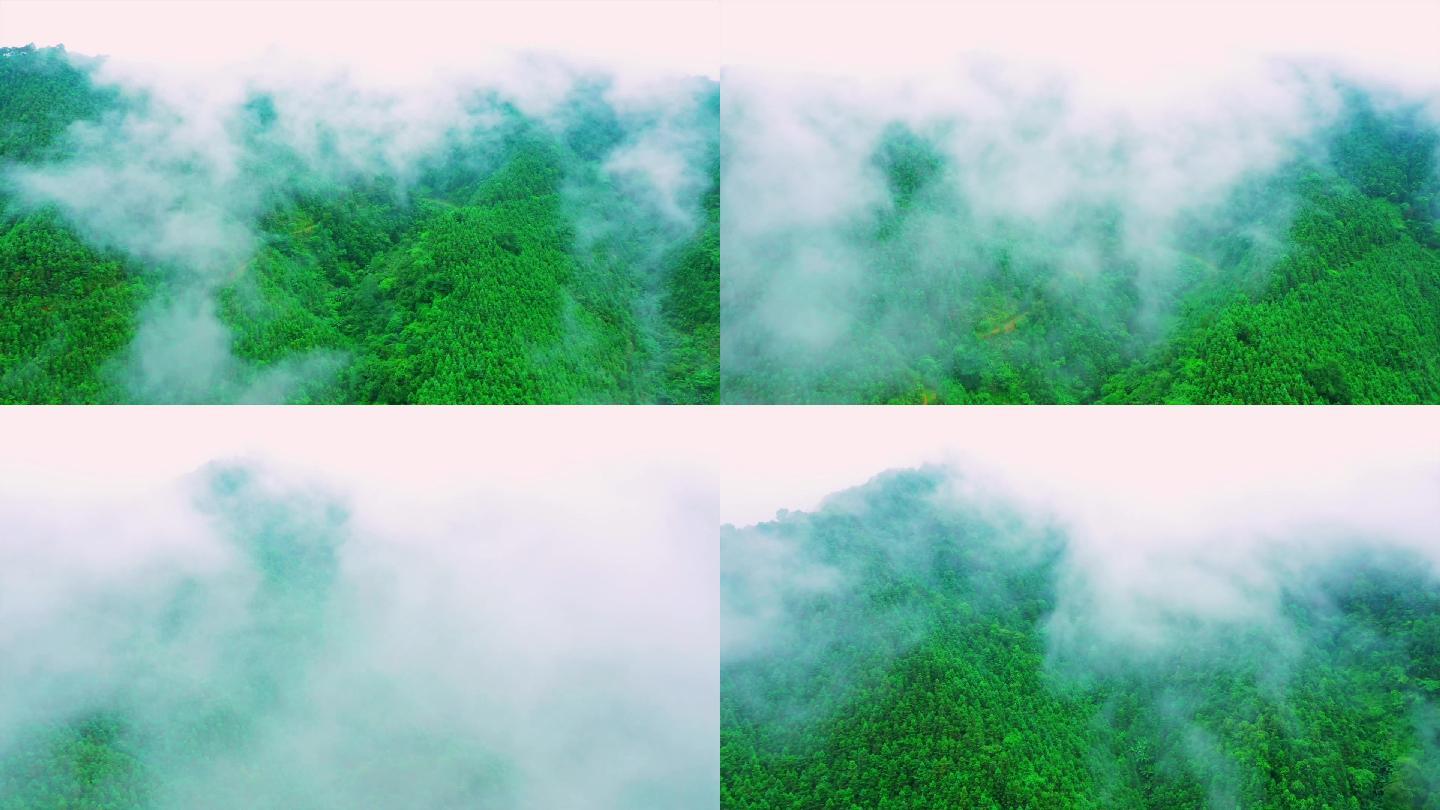 雾里森林