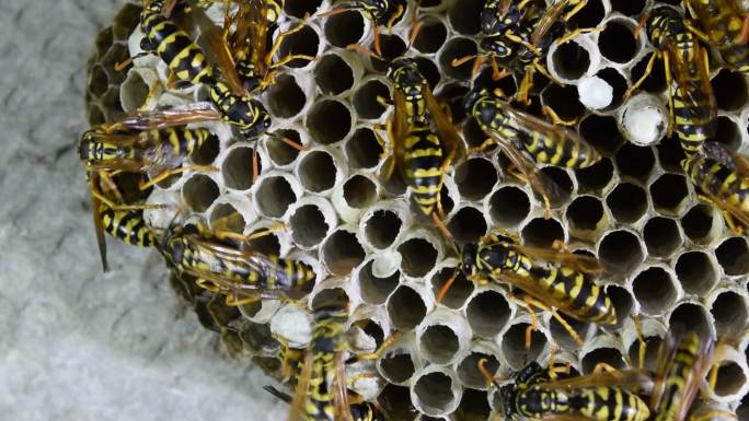 黄蜂家族的巢穴。大黄蜂微距空镜