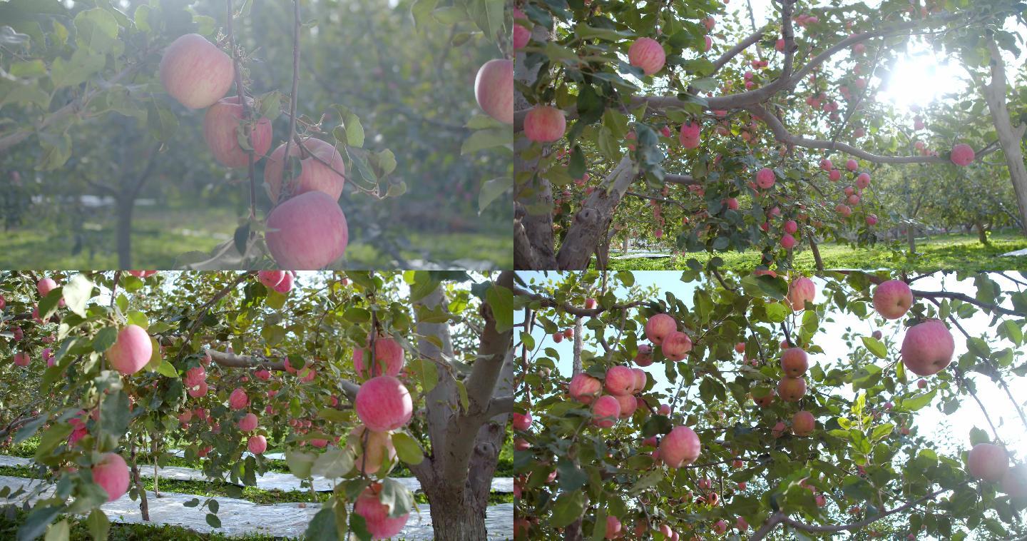新疆阿克苏红富士苹果