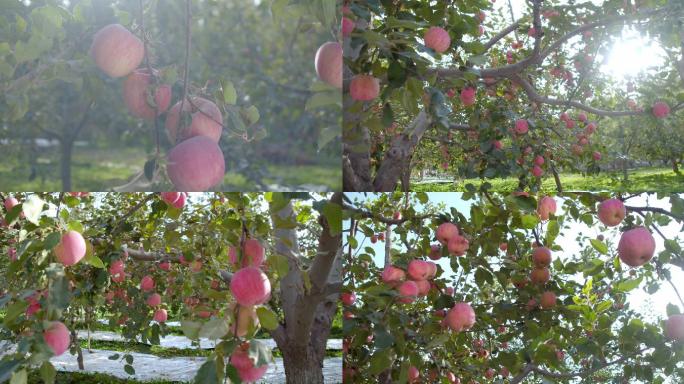 新疆阿克苏红富士苹果